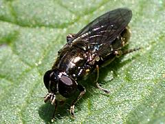 Syrphid Fly